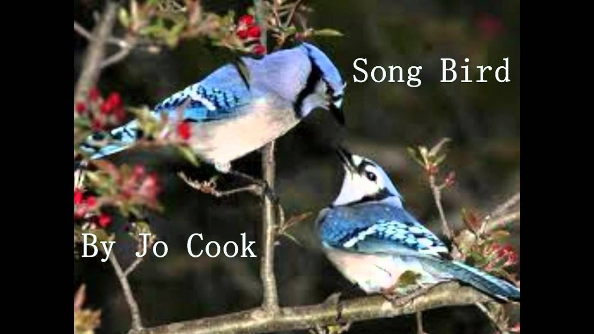 Сойка птица на зеленом фоне