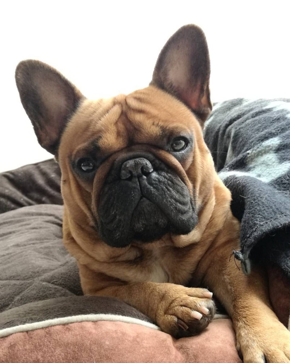 Французский бульдог и Мопс