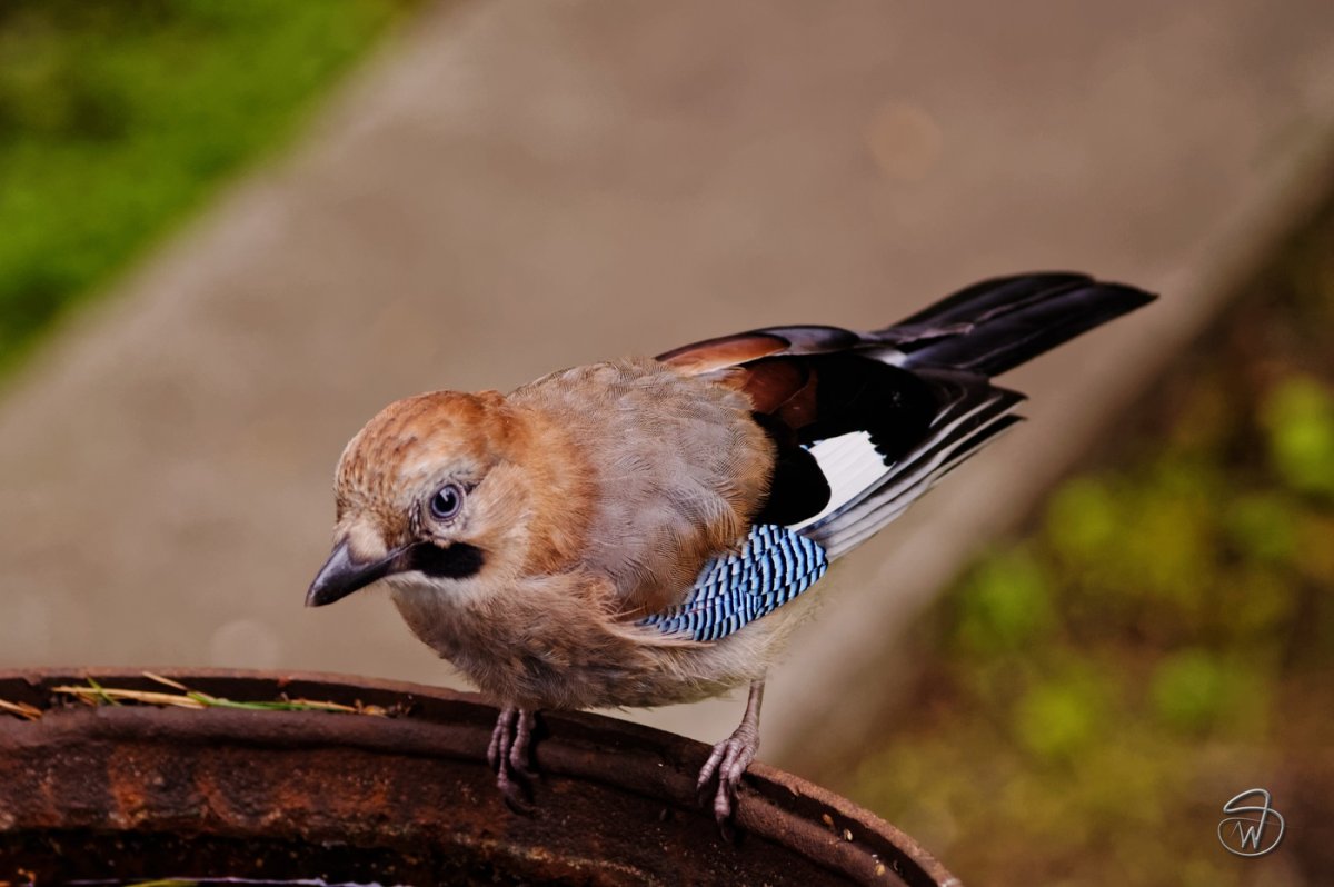 Птенец сойки
