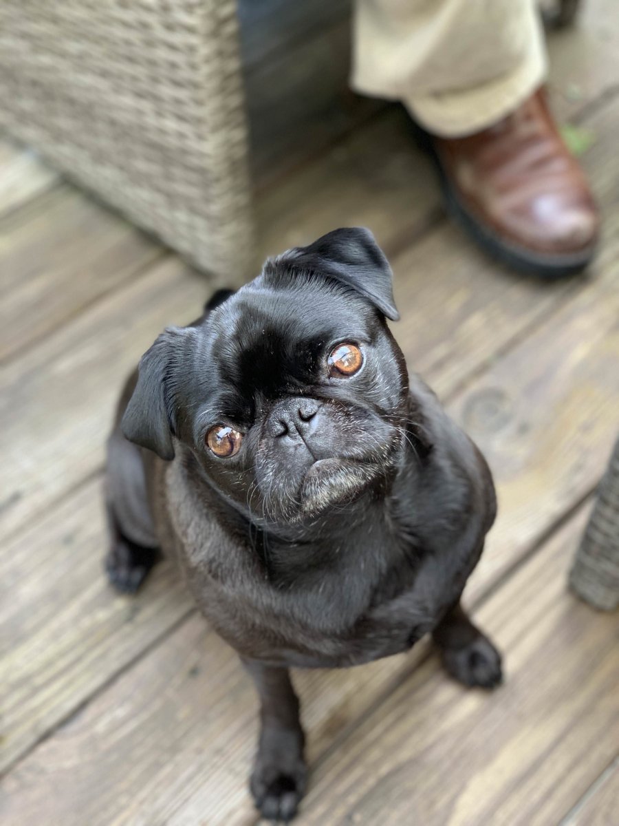 Мопс бульдог Пекинес