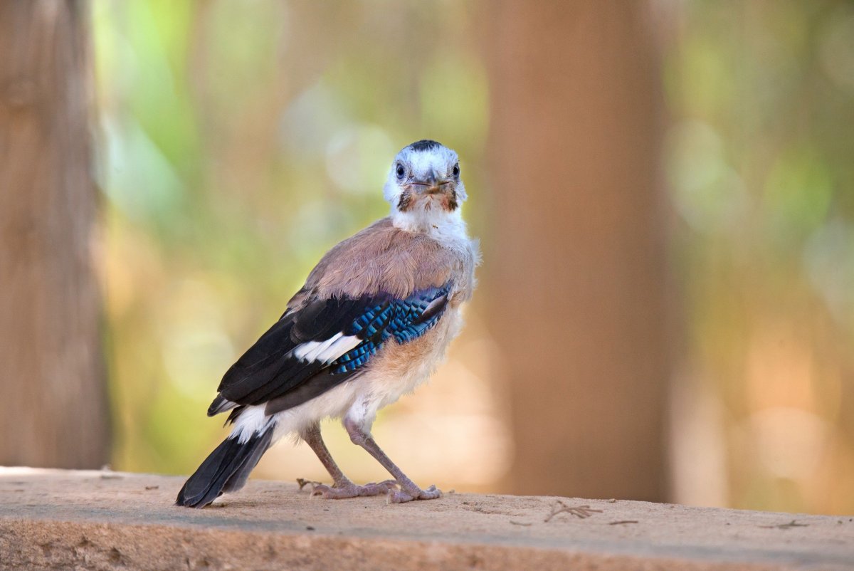 Сойка зеленая