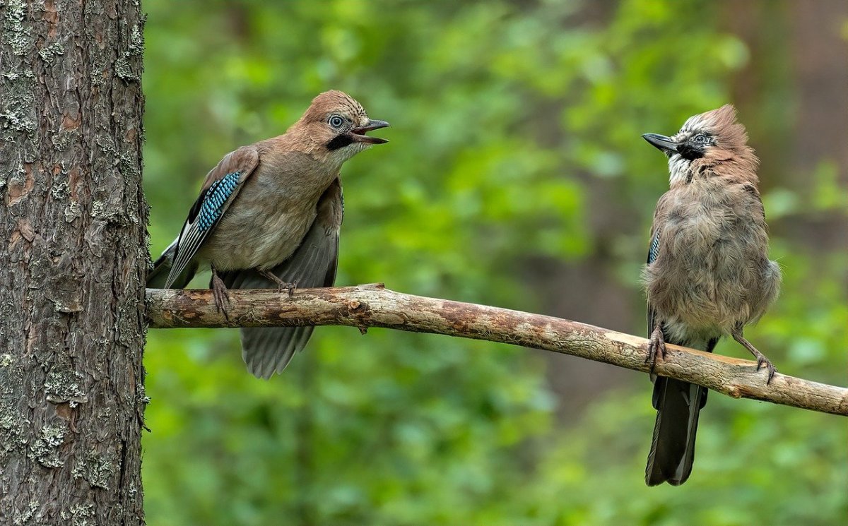 Птичка Сойка голубая
