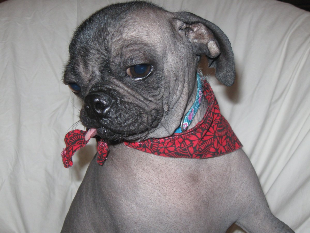 Хохлатый Мопс