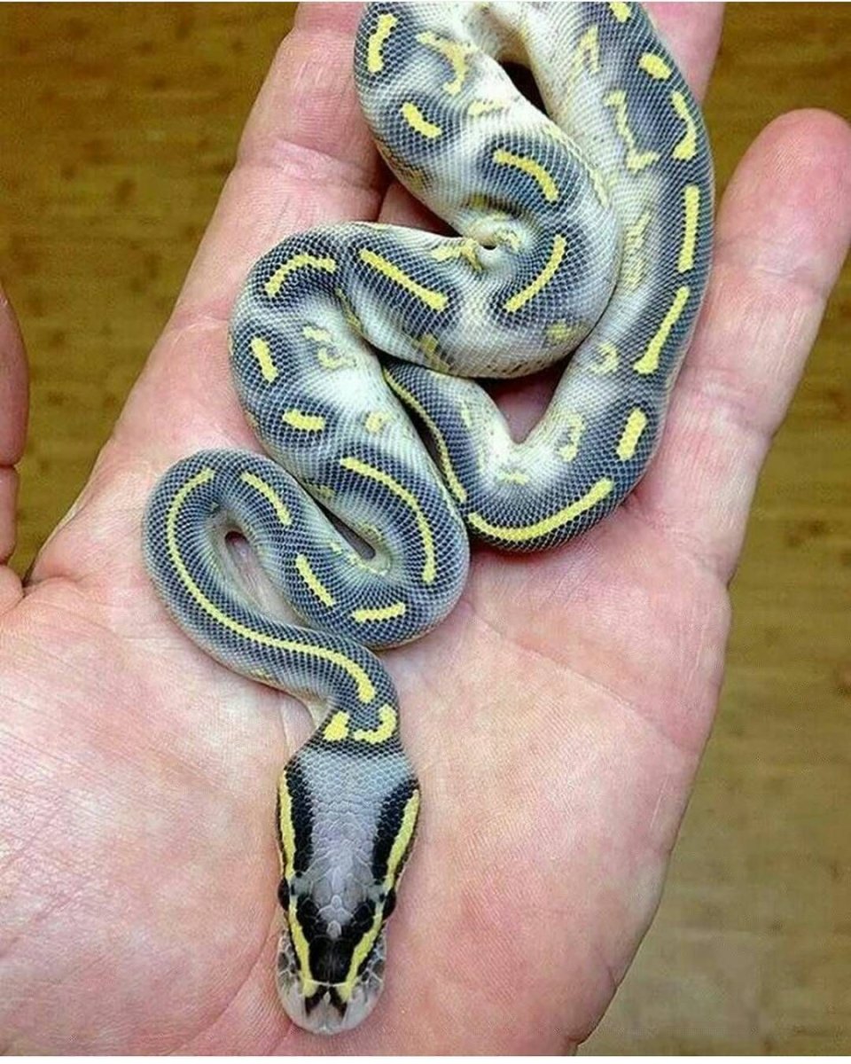 Python Regius Highway Pastel