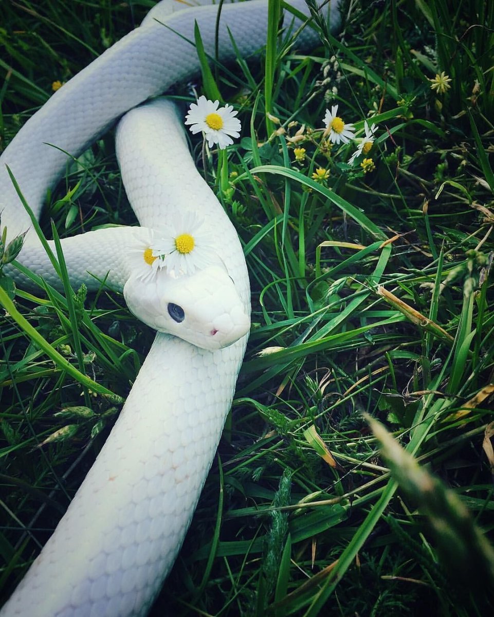 Радужный белогубый питон