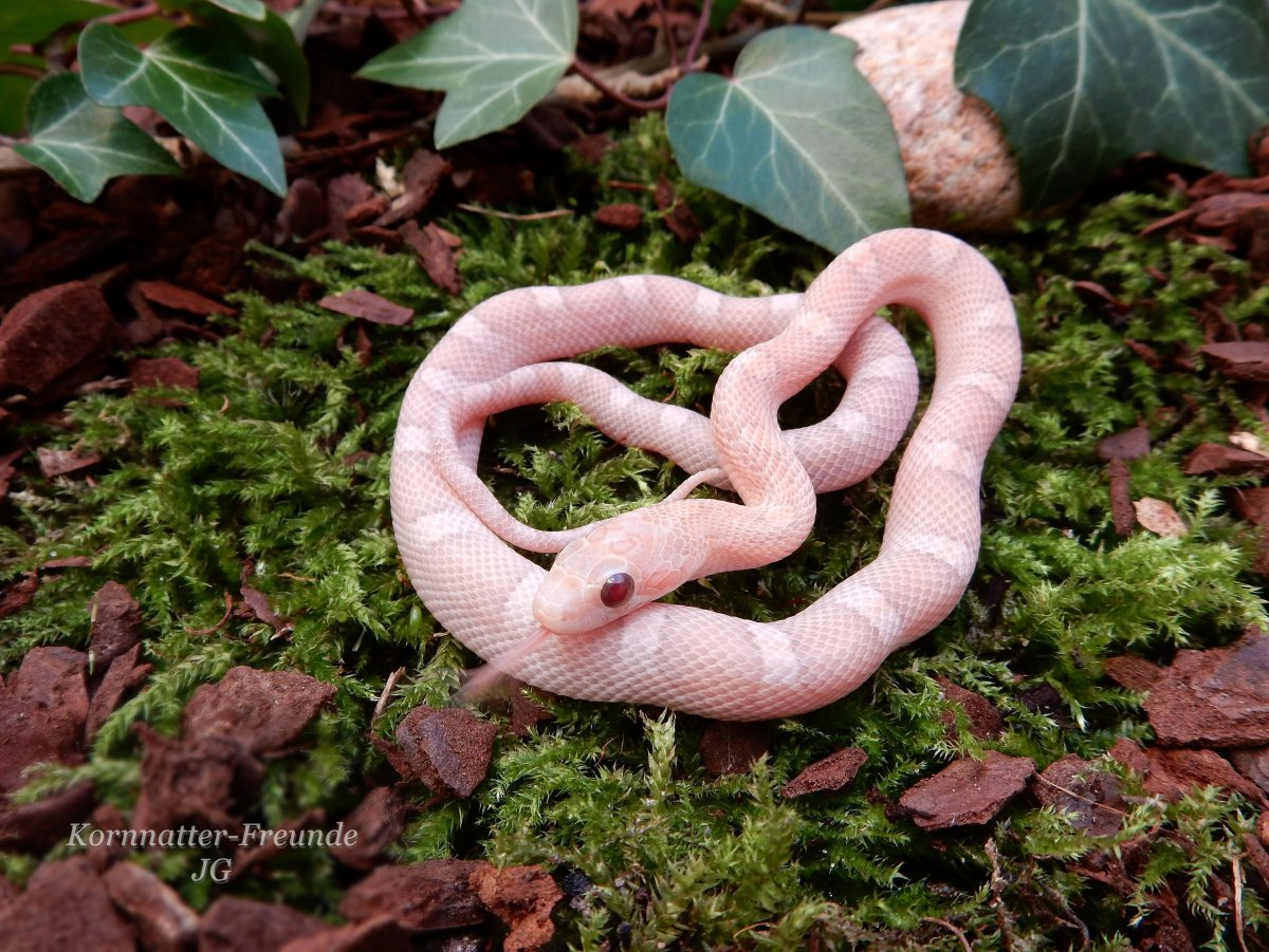 Скальный гремучник
