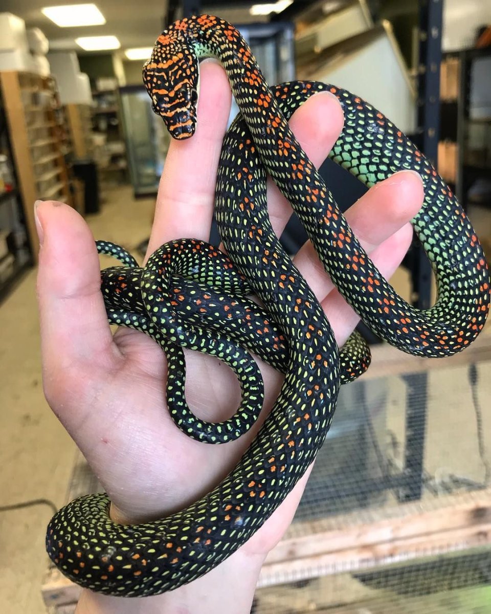 Редчайшие змеи