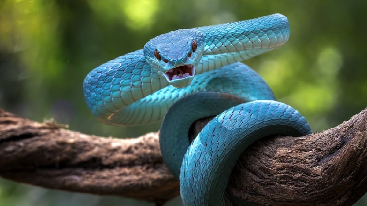 Индиго куфия змея