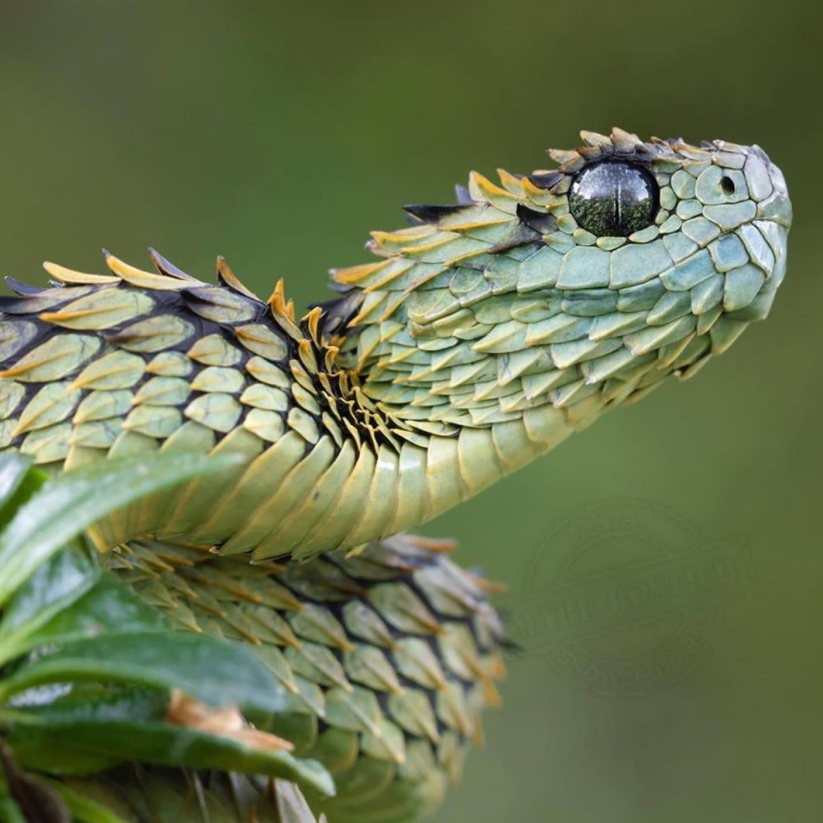 Колючая кустарниковая гадюка (Atheris hispida) тотемное животное