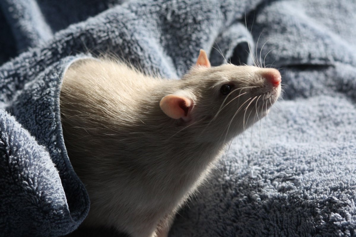 Капюшончатая крыса