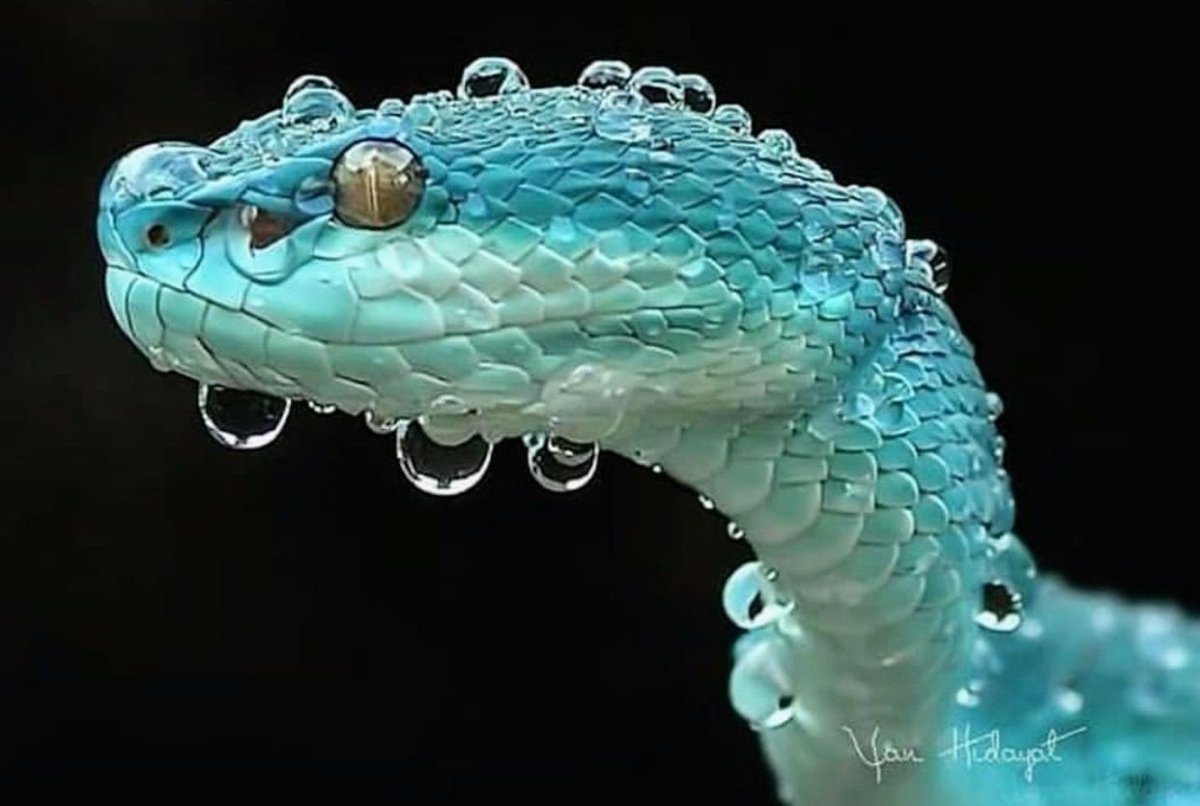 Радужная змея