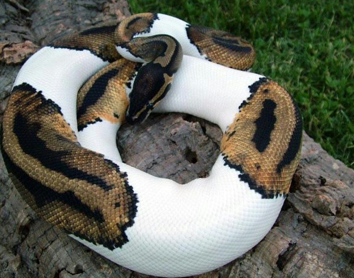 Королевская Анаконда змея