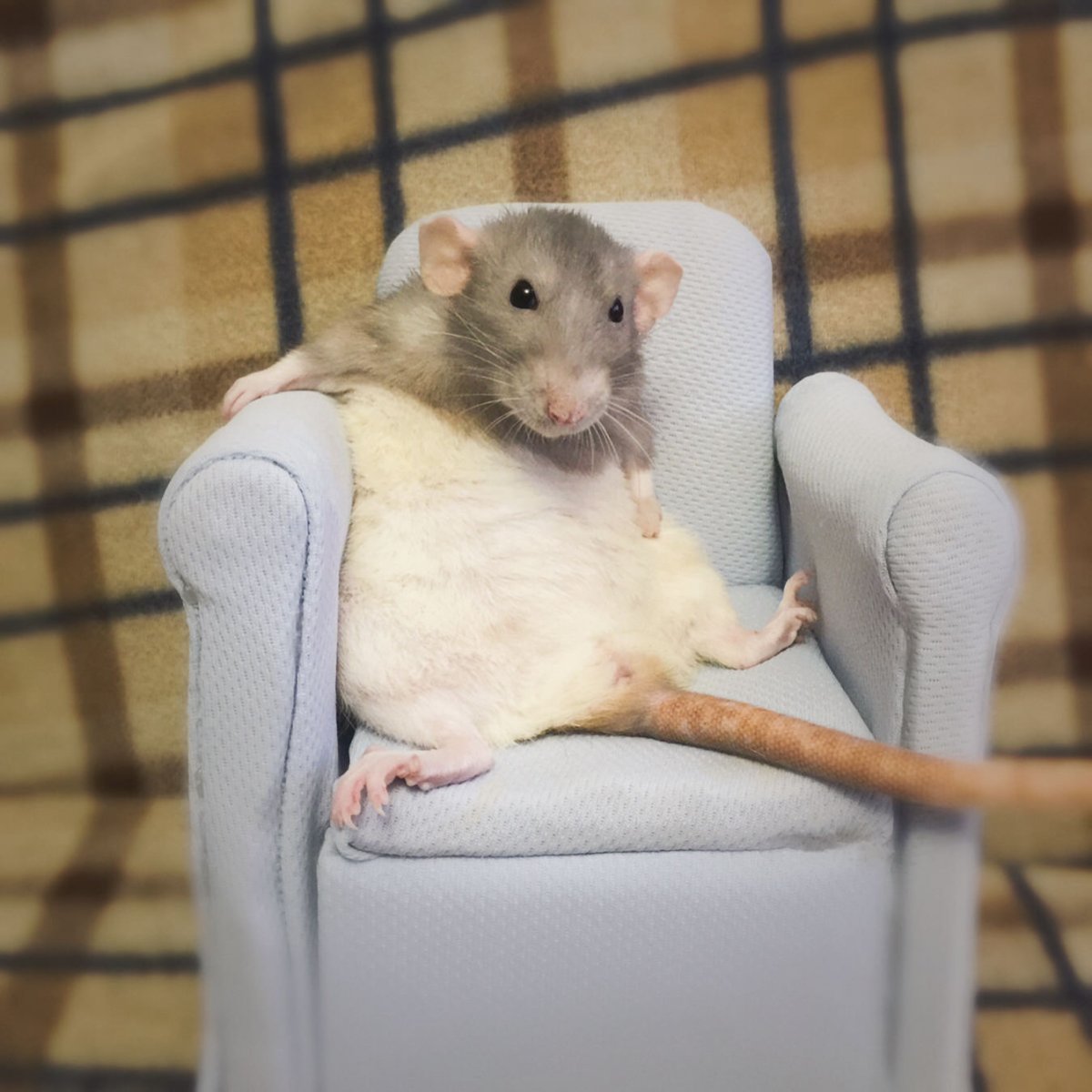 Смешные мышки