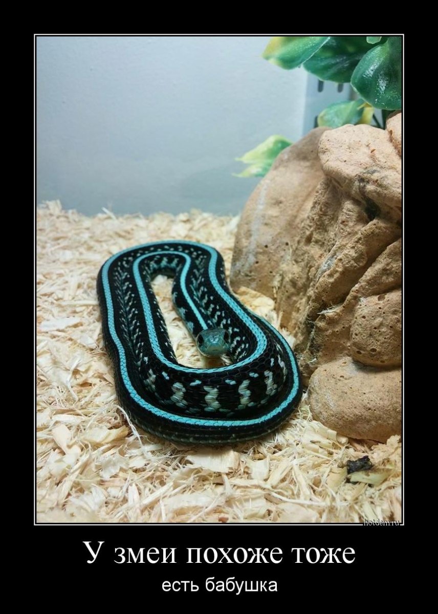 Змея Елизавета порода