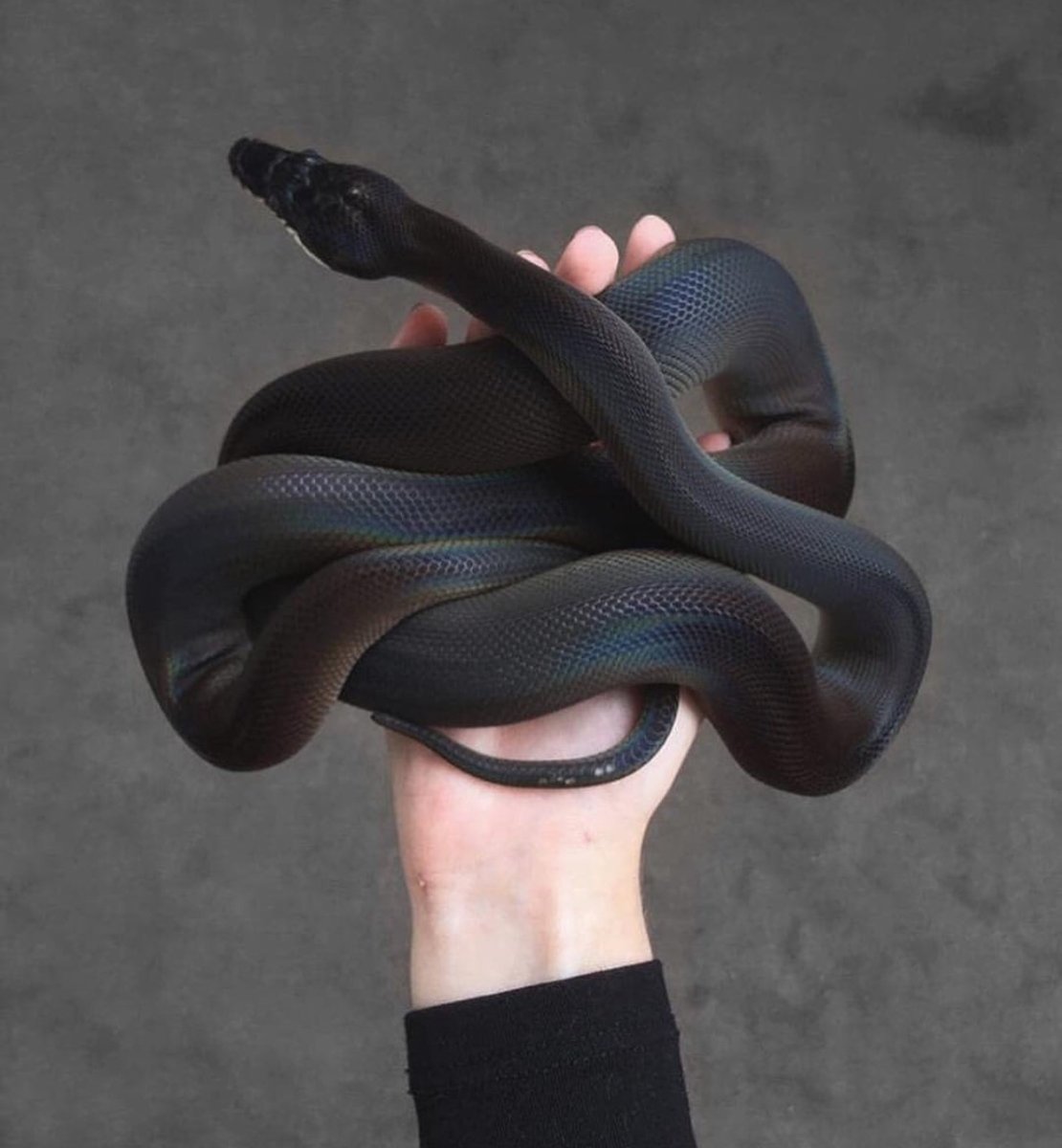 Змея белогубый питон