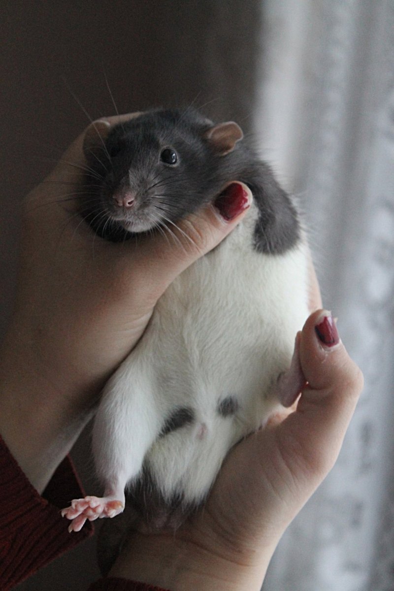 Крыса Дамбо агути