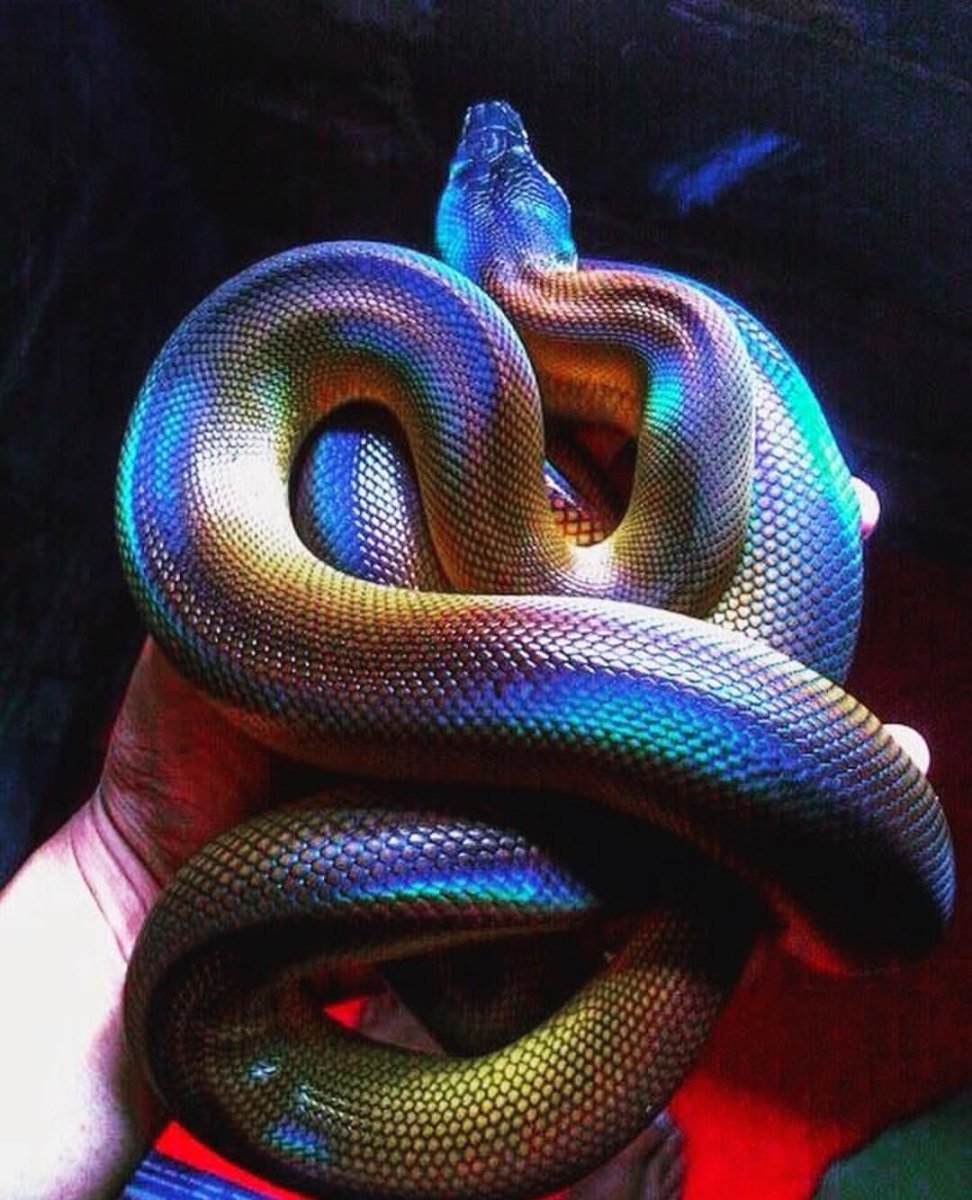 Белогубый полоз