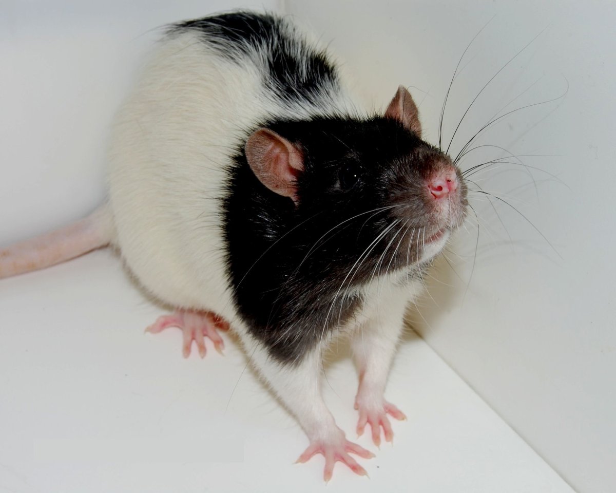 Крыса стандарт