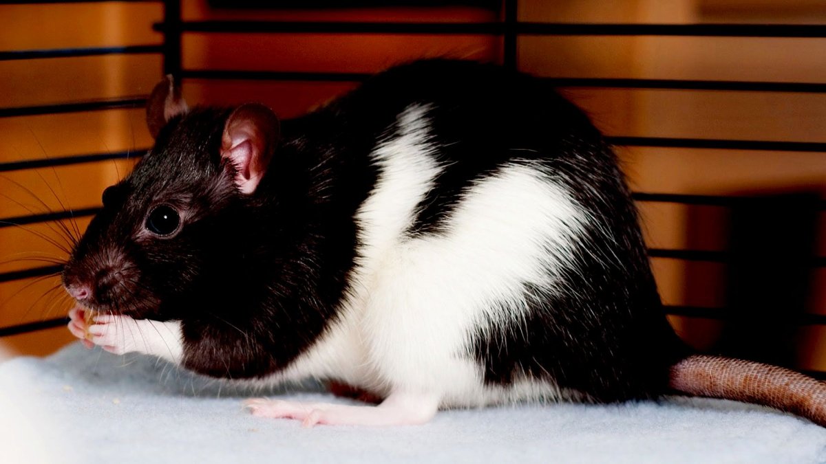 Капюшоновая крыса