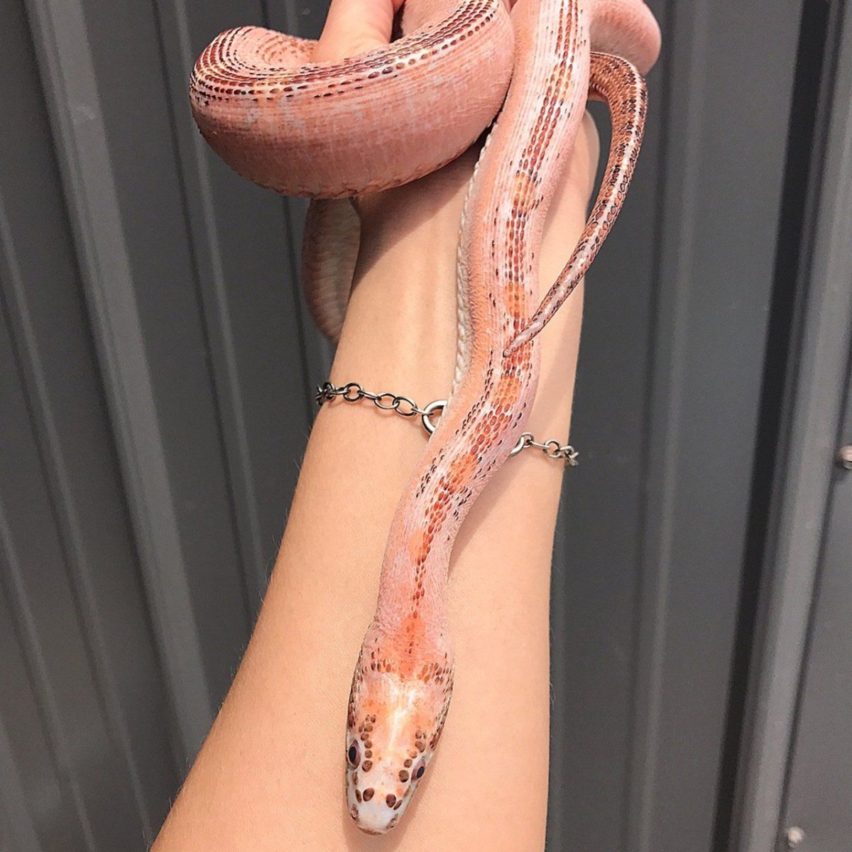 Королевские змеи