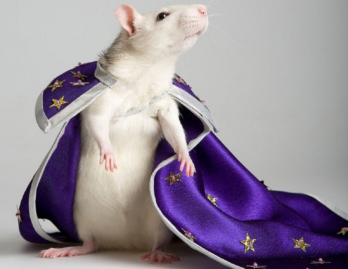 Модная крыса