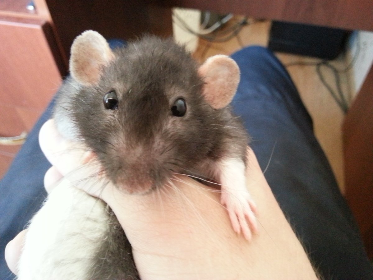 Крысята Дамбо капюшон