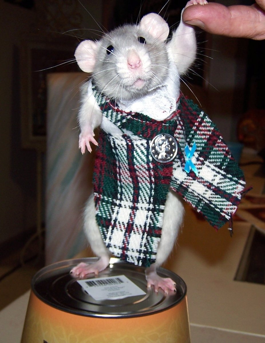 Костюм крысы