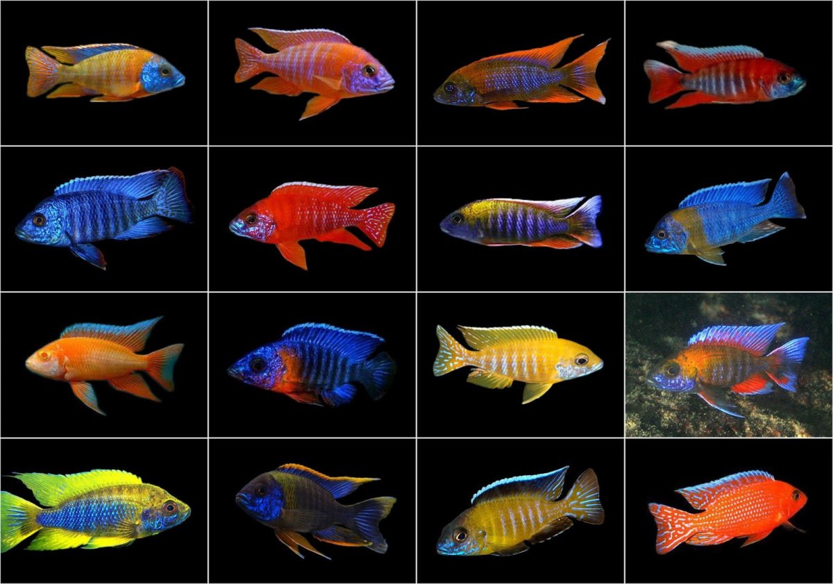 Цихлиды Аулонокара