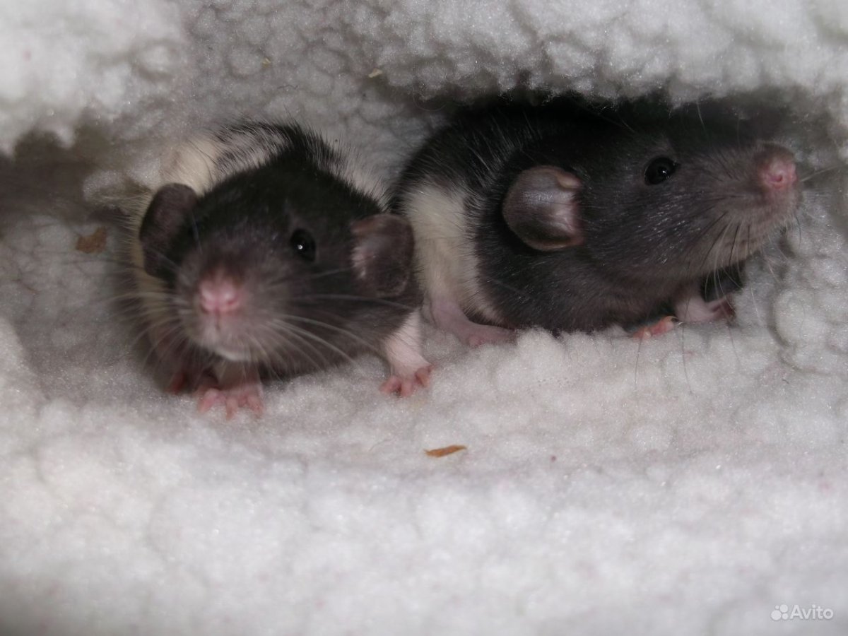 Крыса Дамбо капюшон