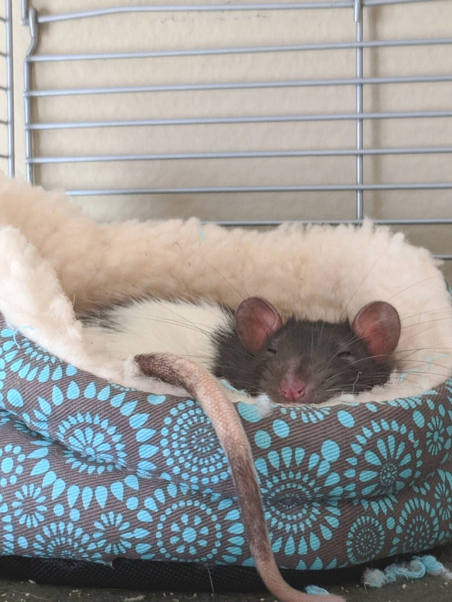 Милые крыски Эстетика