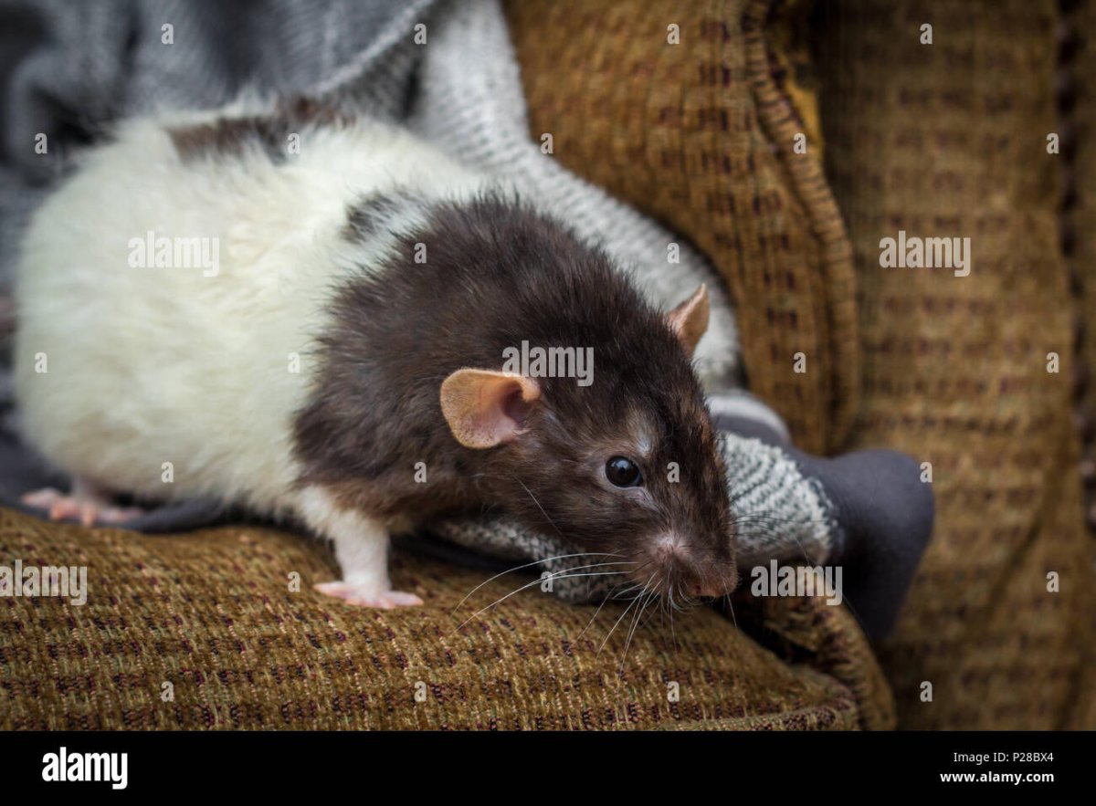 Крыса агути капюшон