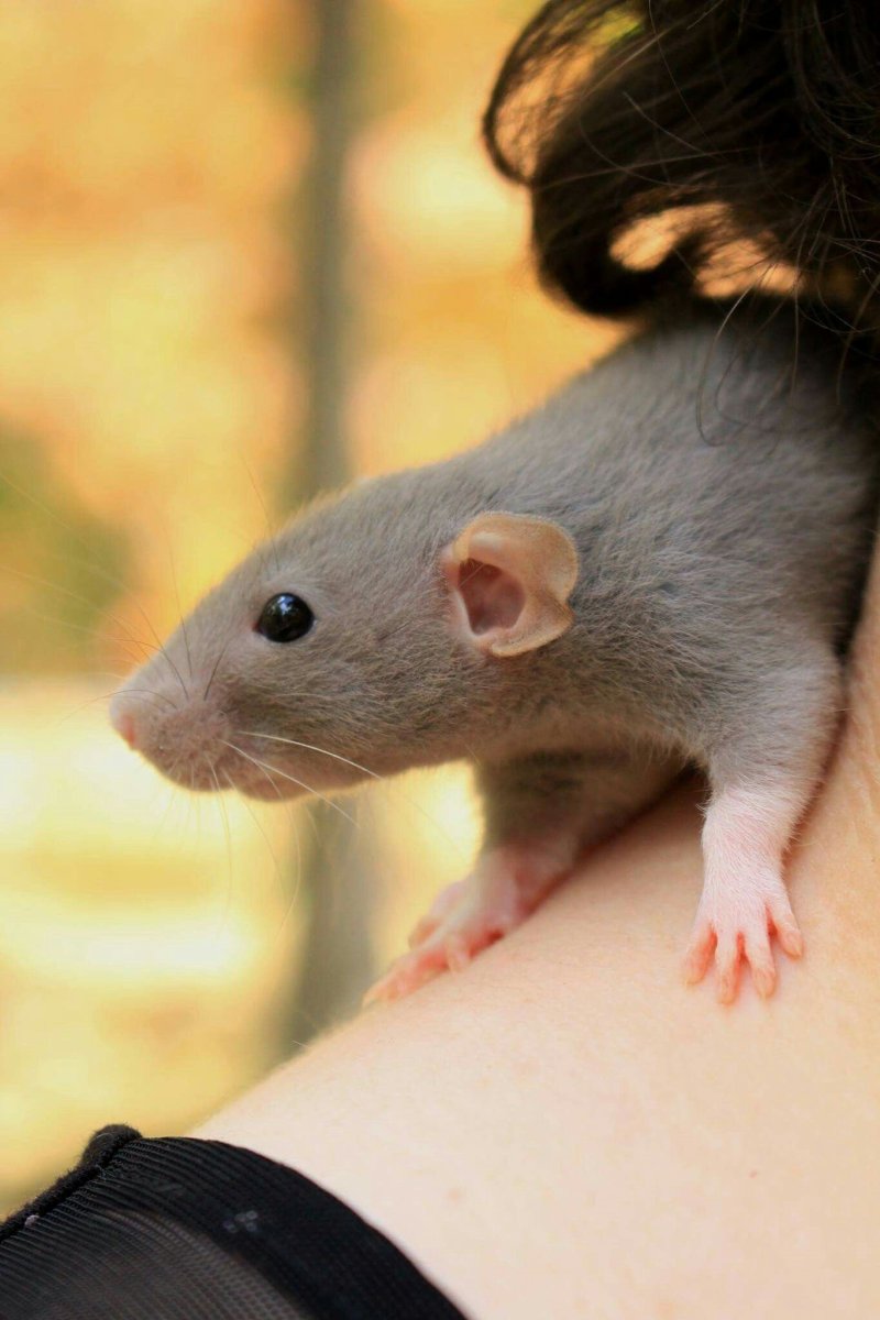 Капюшончатые крысы