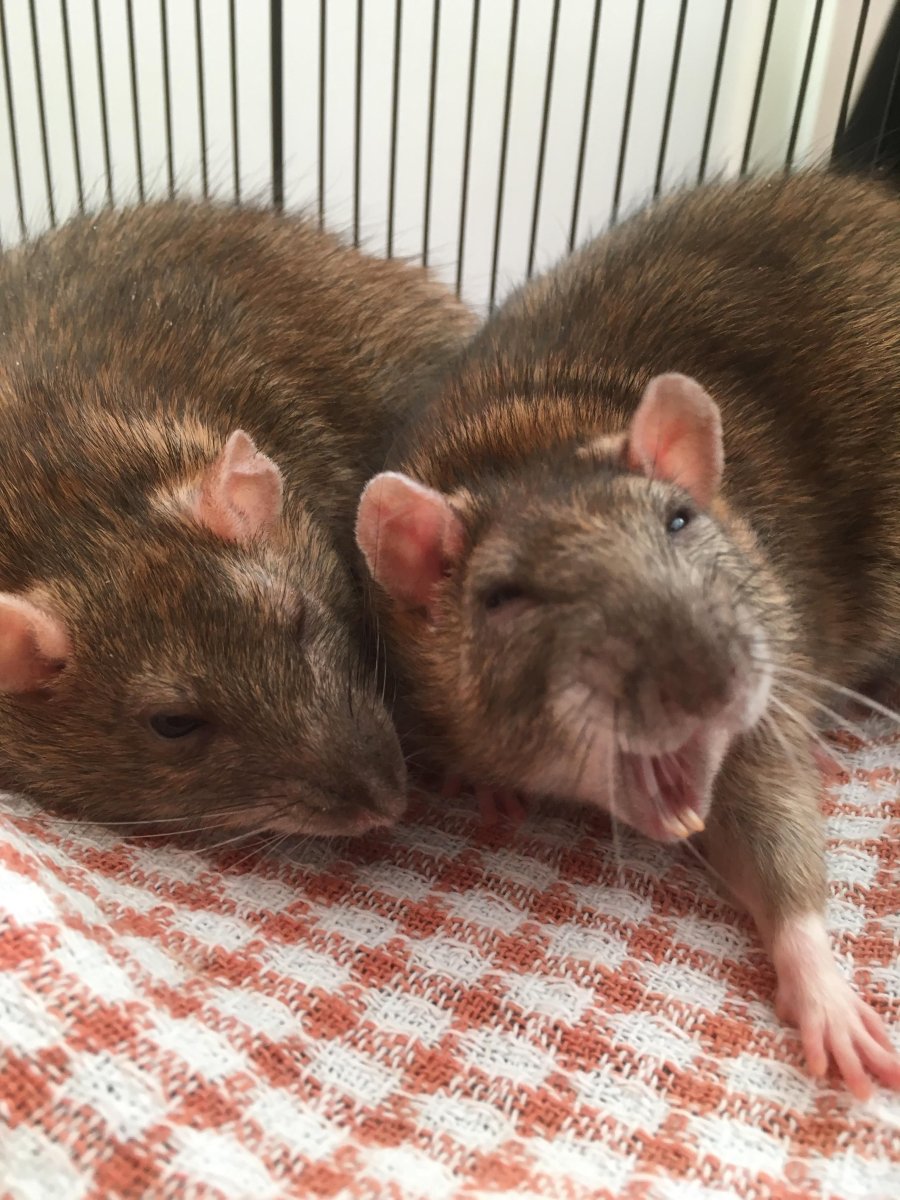 Две милые крыски