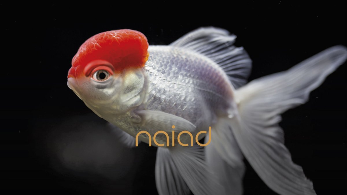 Оранда рыбка аквариумная