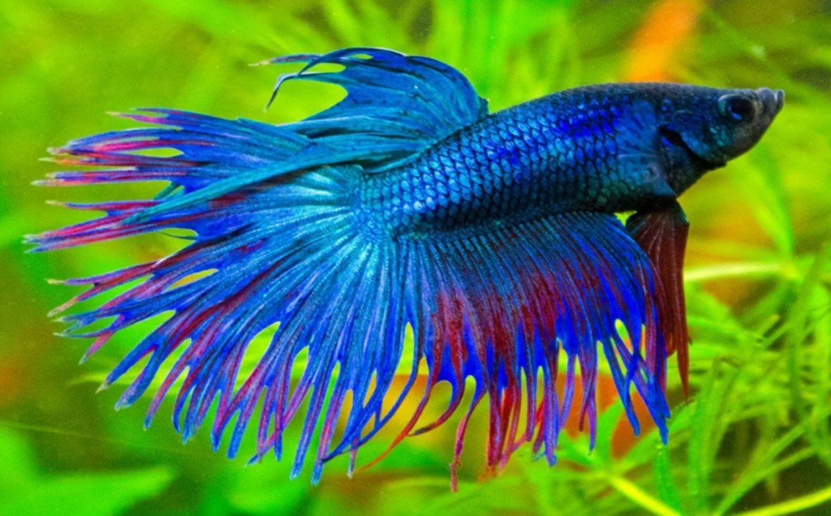 Петушок коронохвостый аквариумная