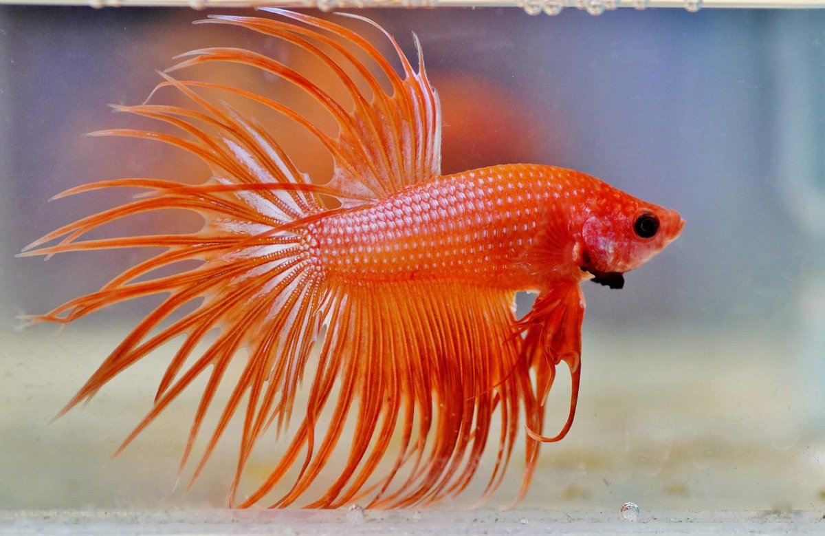 Петушок красный Королевский (Crown Tail Betta)
