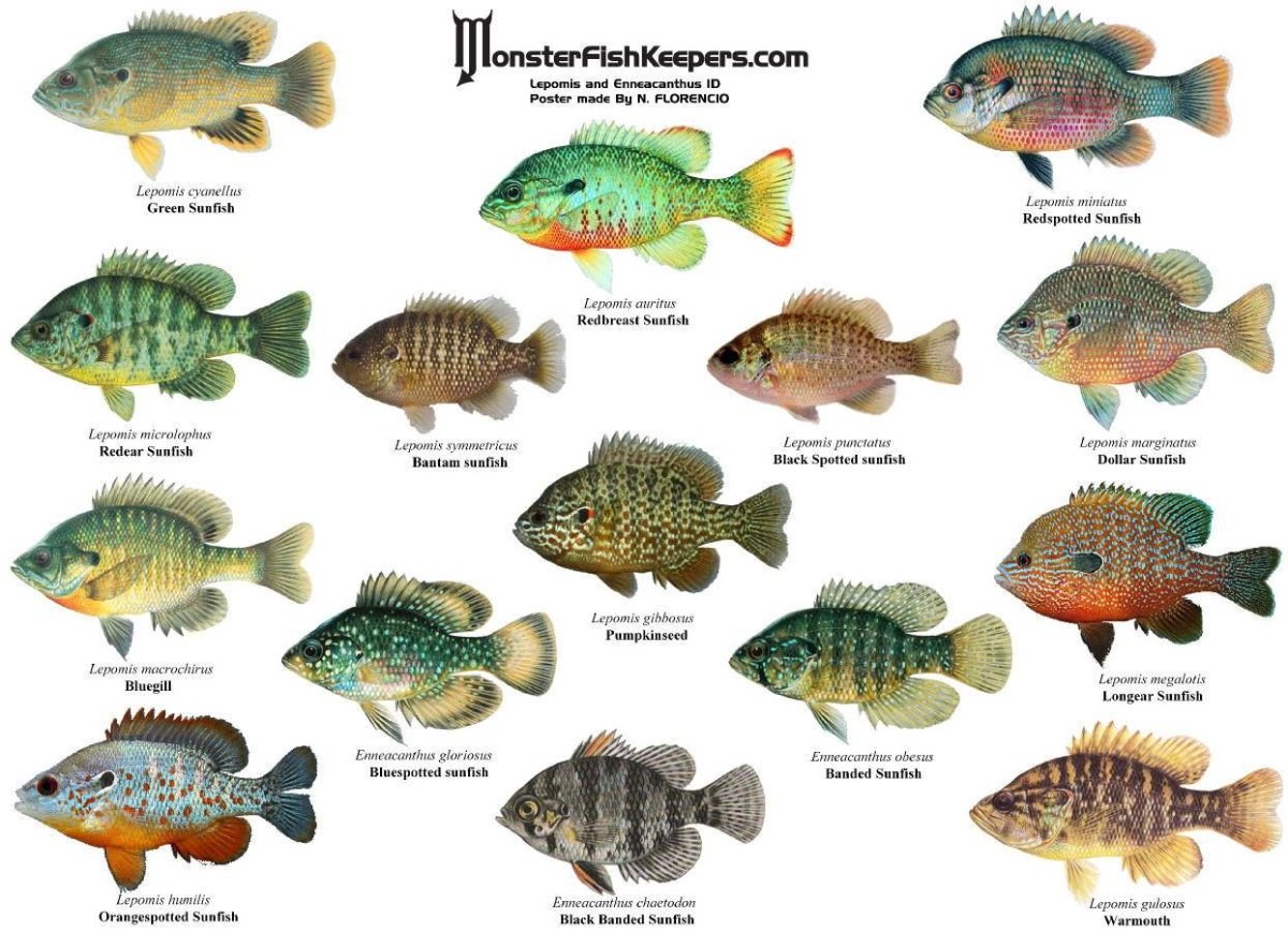 Аквариумные рыбы названия