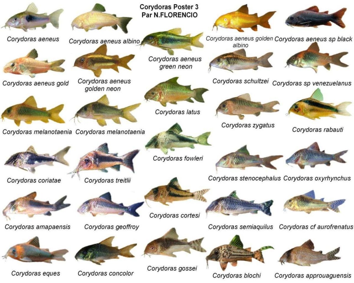 Коридорасы рыбки аквариумные совместимость