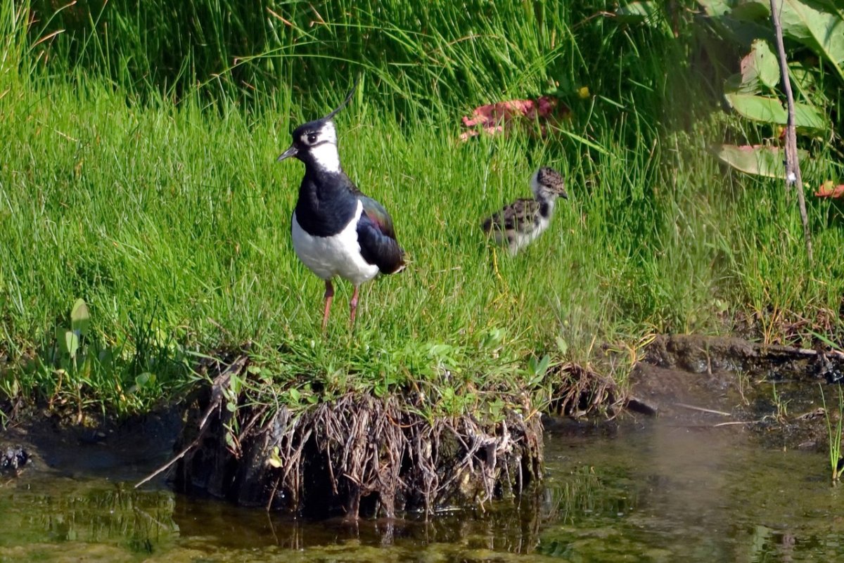 Чибис Болотная птица птенцы