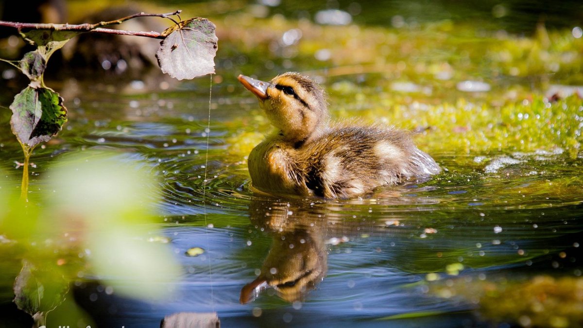 Красивое озеро с утками