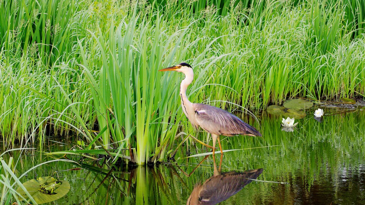 Водоемы и их обитатели