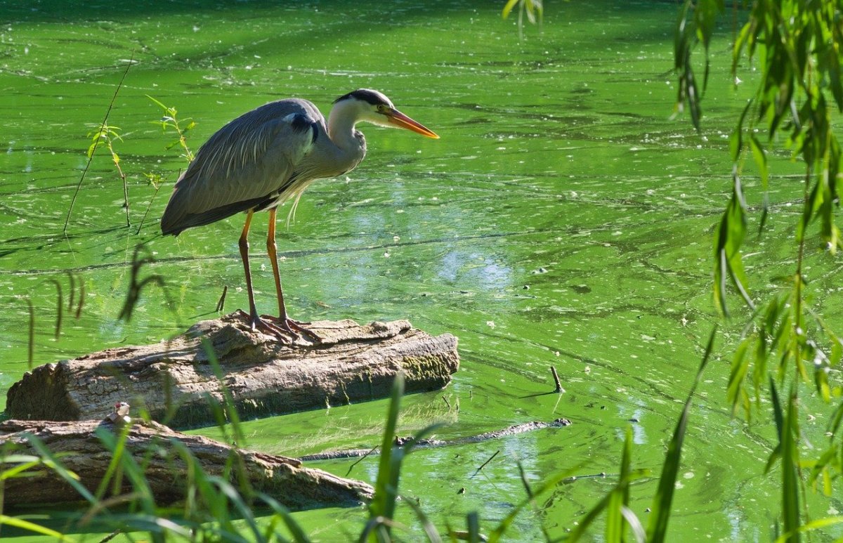 Серой Цапли Переславль