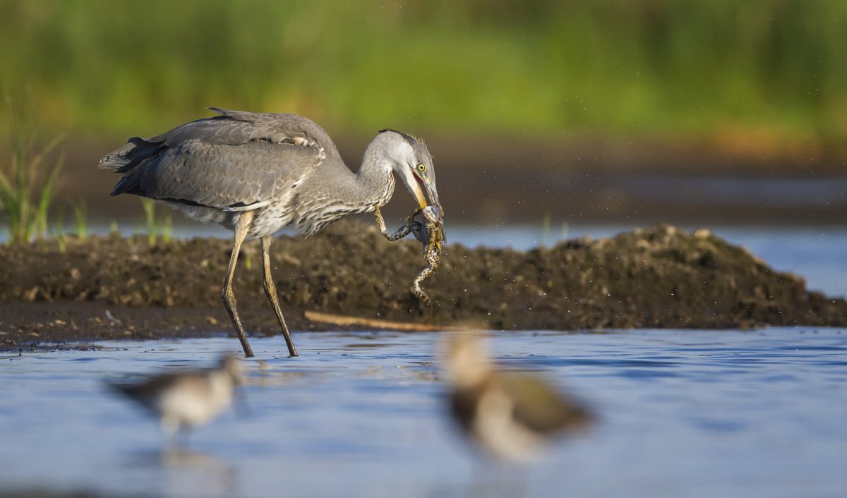 Серая цапля ест лягушку