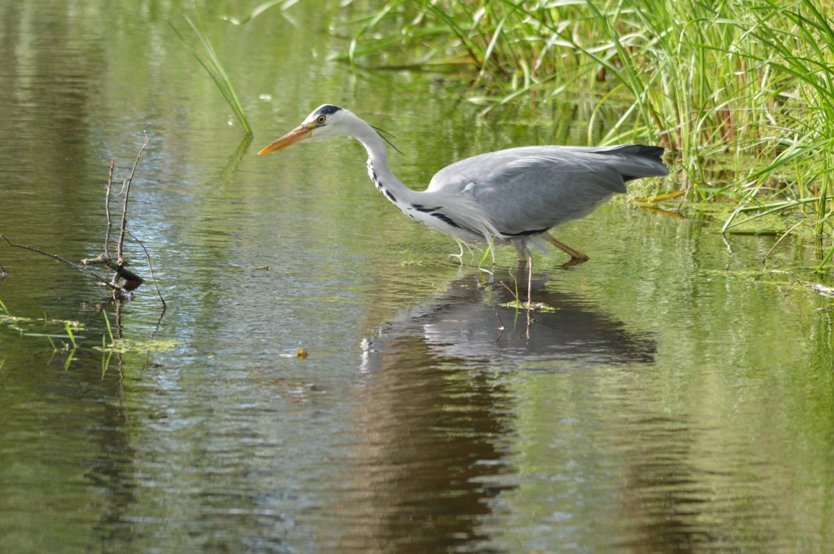 Птицы на болоте