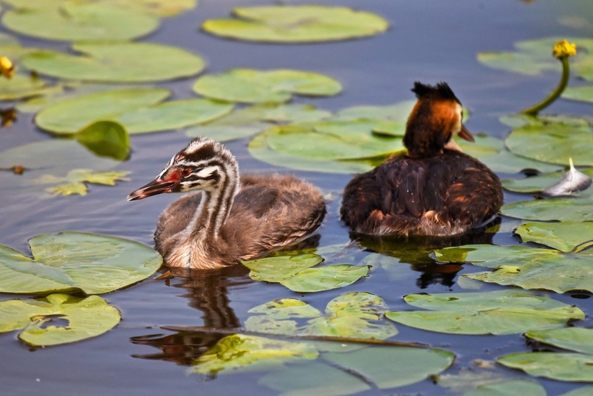 Болотная поганка