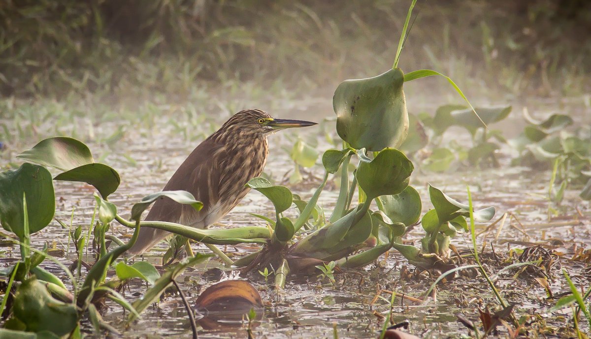 Красивые болота с птичками