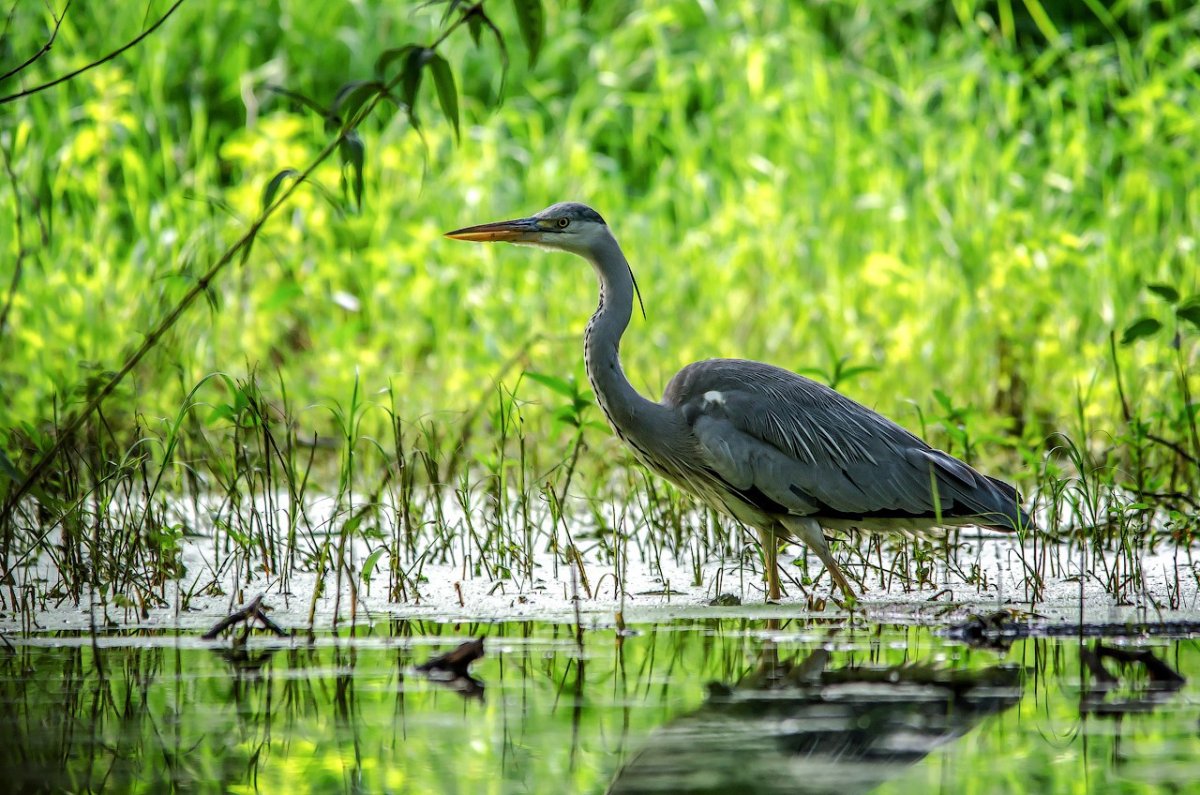 Цапля серая Болотная