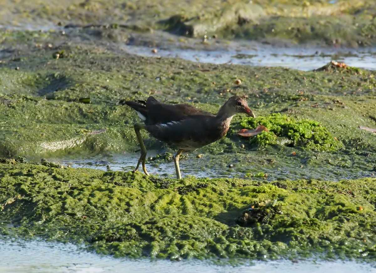 Птицы живущие на болоте