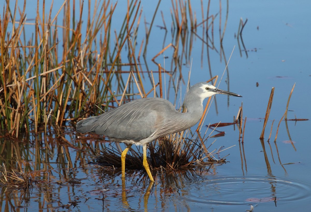 Цапля серая Болотная