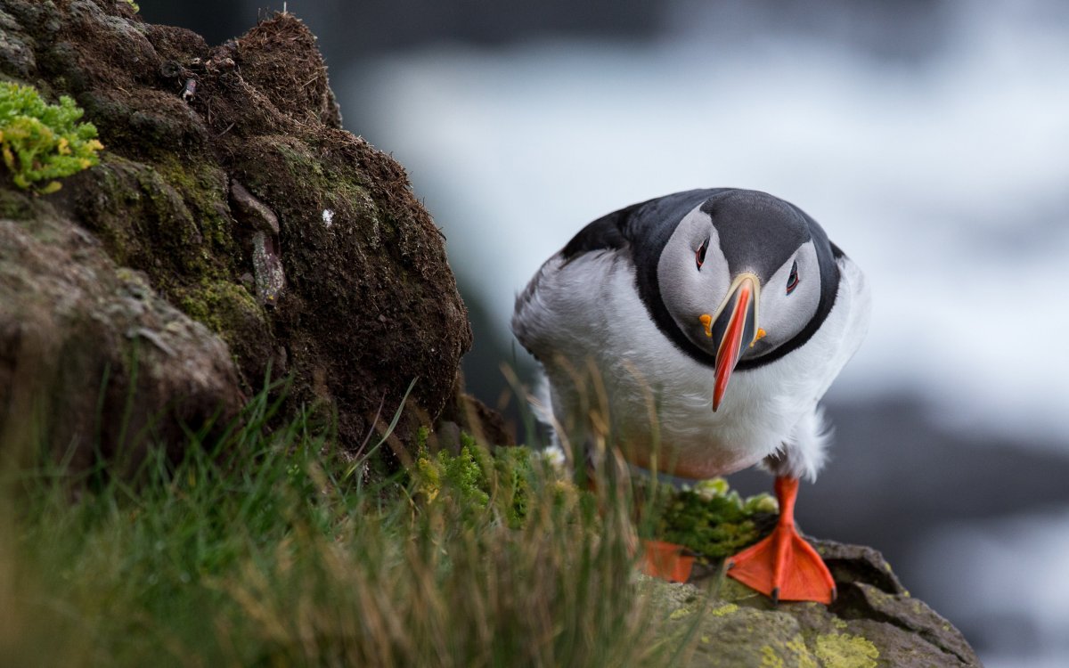 Птенцы Атлантического тупика